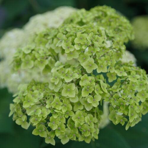 Invincibelle Sublime™ Smooth Hydrangea - Shipped