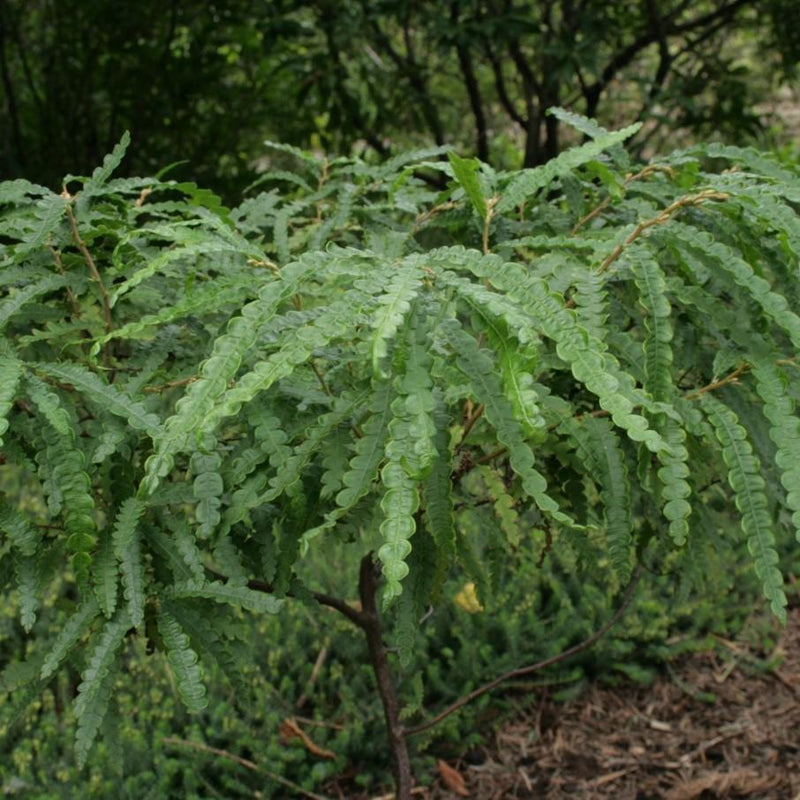 Sweet Fern - Shipped