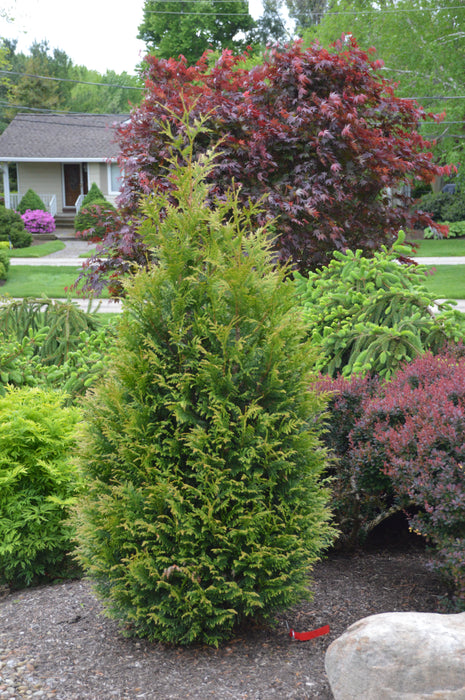 Thuja x 'Junior Giant'