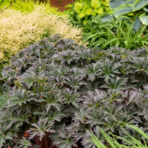 Boom Chocolatta Cranesbill - Shipped