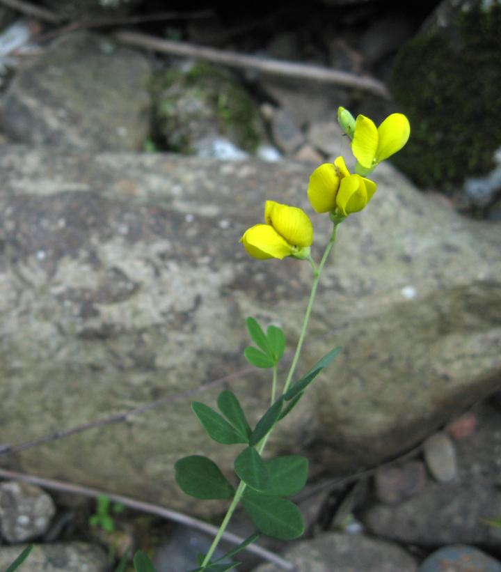 BAPTISIA TINCTORIA - WILD INDIGO - In Store Pickup