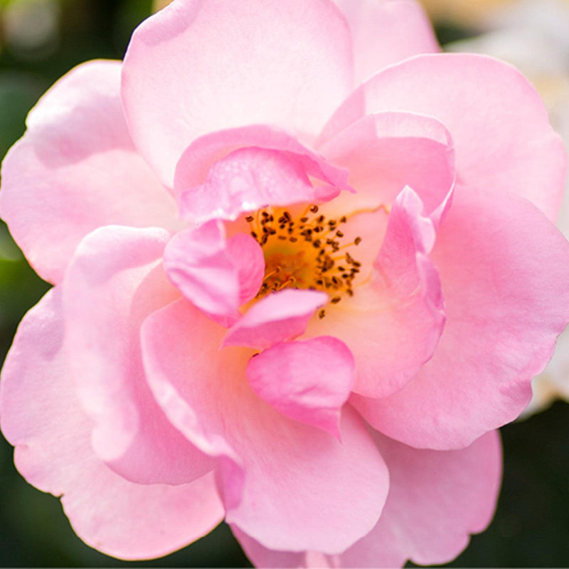 Knock Out® Peachy Rose - Shipped