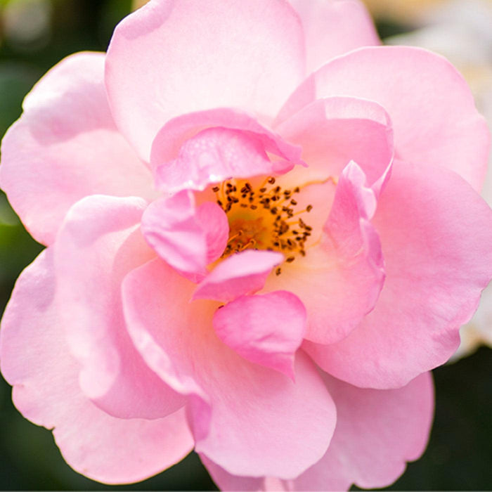 Knock Out® Peachy Rose - Shipped
