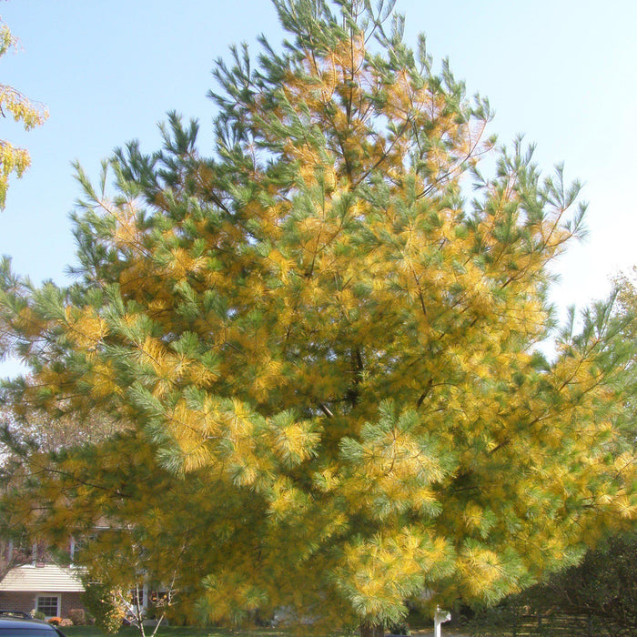 Pinus strobus  - White Pine - Shipped