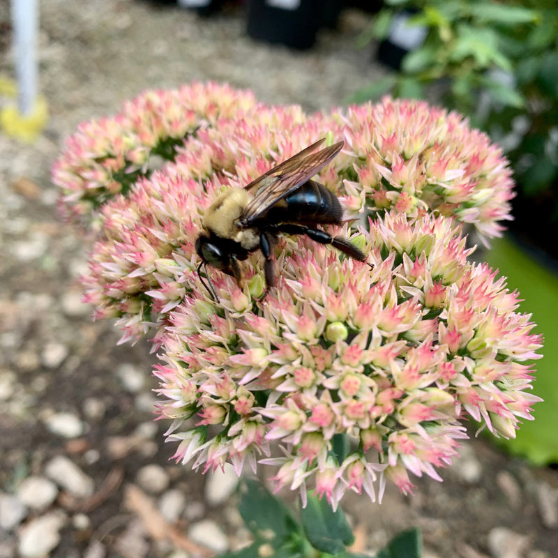 Autumn Joy Stonecrop - Shipped