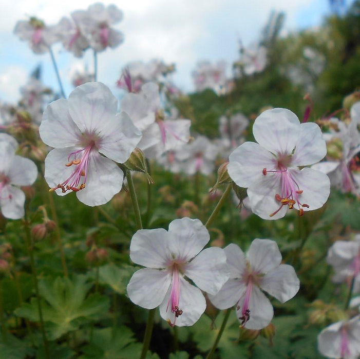 Geranium x cantabrigiense 'Biokovo'  - Biokovo Cranesbill - Shipped