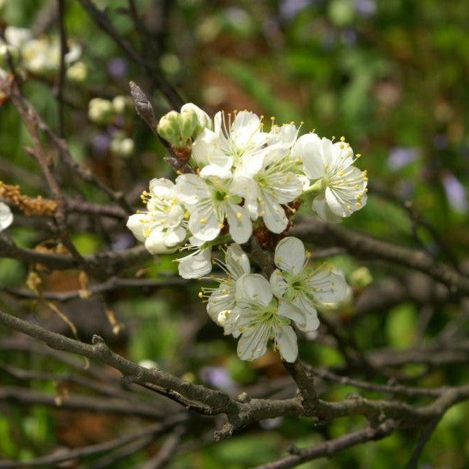 Prunus maritima  - Beach Plum - Shipped