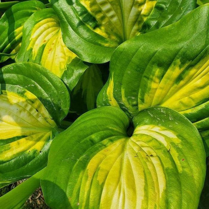 Hosta 'Avocado'  - Avocado Hosta - Shipped