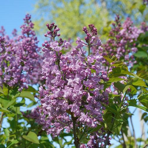 Syringa x hyacinthiflora 'SMNSHBBL'  - Scentara® Double Blue Lilac - Shipped