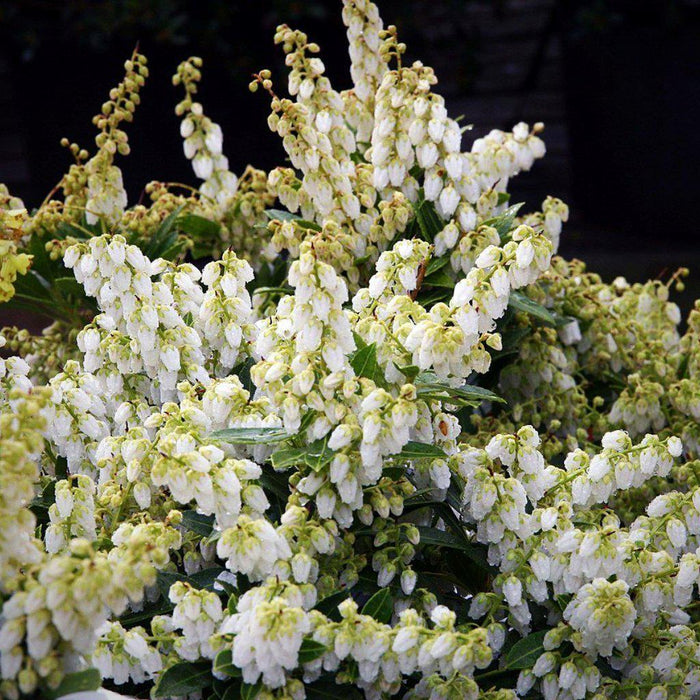 Pieris japonica 'Cavatine'  - Cavatine Pieris - Shipped