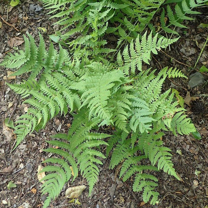 Dryopteris marginalis  - Eastern Wood Fern, Leatherwood Fern - Shipped