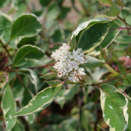 Cornus alba 'Verpaalen2' PP34,377  - Sgt. Pepper™ Dogwood - Shipped
