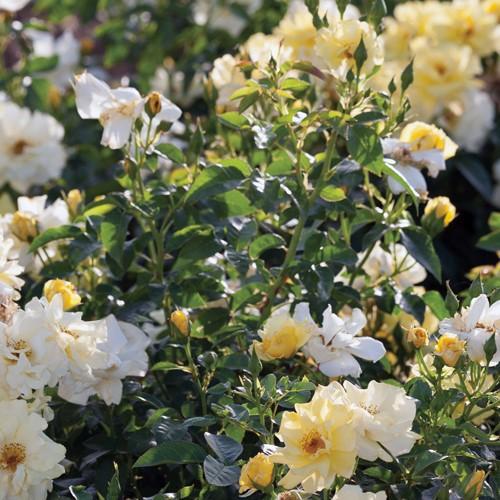 Lemon Drift® Rose - Shipped