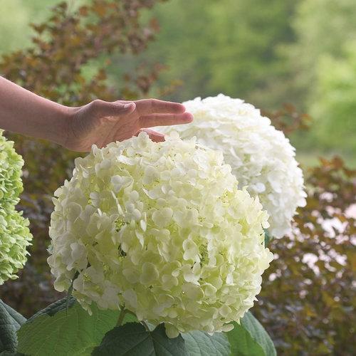 Proven Winners® Incrediball® Smooth Hydrangea - Shipped