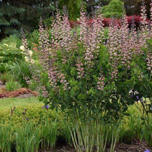 PW® Decadence® Deluxe Pink Truffles False Indigo - Shipped