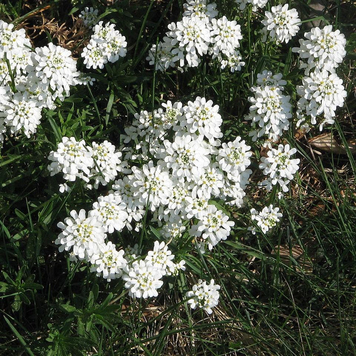 Iberis sempervirens 'Snowsurfer'  - Snowsurfer™ Candytuft - Shipped