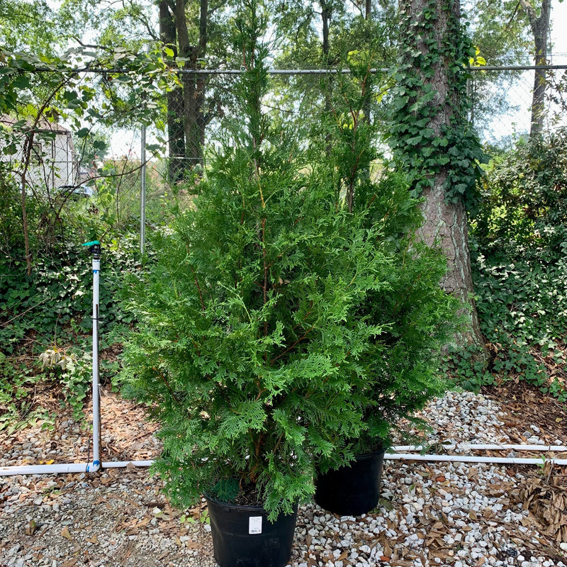 Green Giant Arborvitae - Shipped