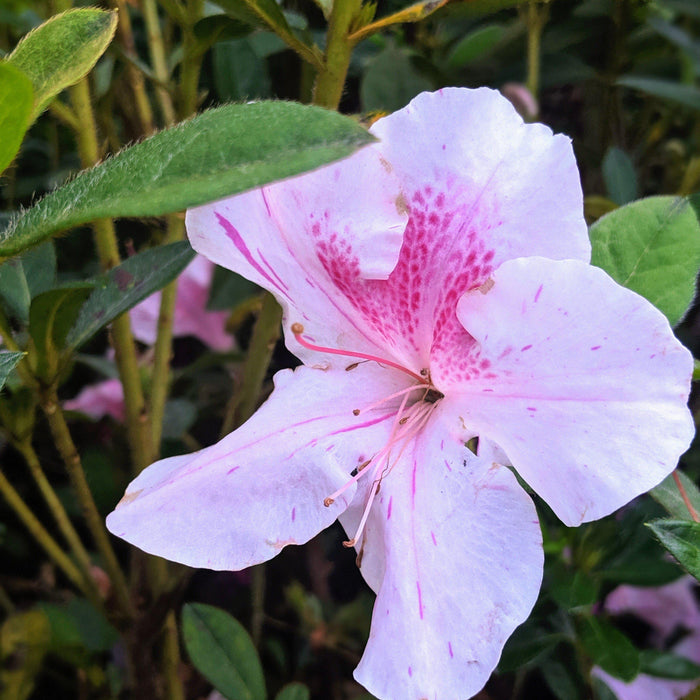 Rhododendron ‘Conlep’  - Encore® Autumn Twist™ Azalea - Shipped