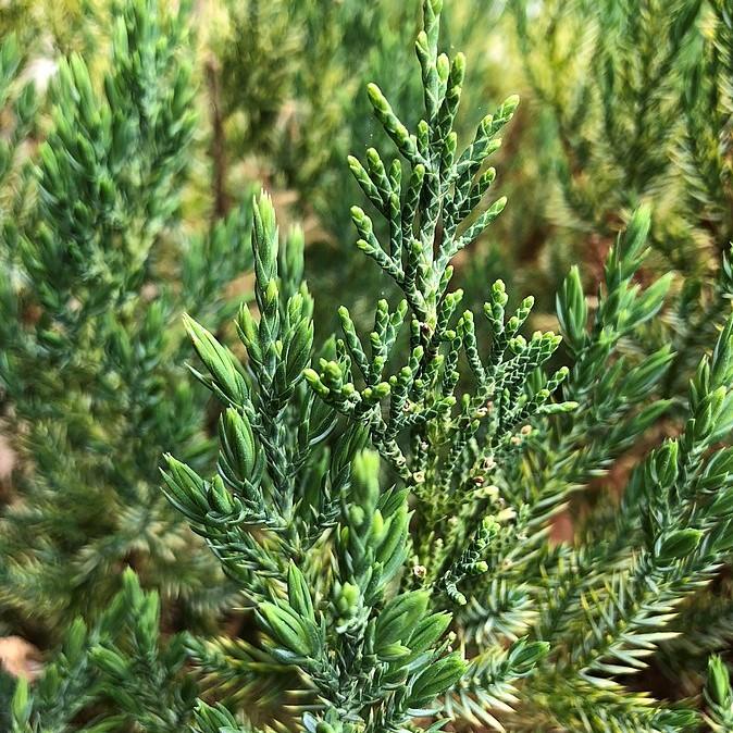 Juniperus chinensis 'Blue Point'  - Blue Point Juniper - Shipped