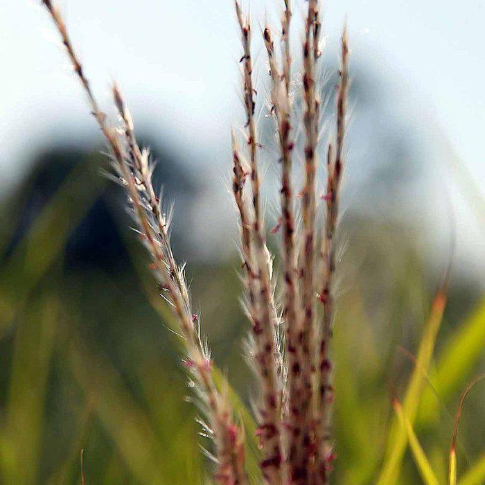 Miscanthus sinensis 'Purpurascens'  - Flame Grass, Purple Maiden Grass - Shipped