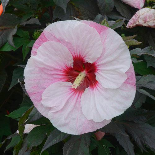 Summerific® Perfect Storm Hibiscus - Shipped