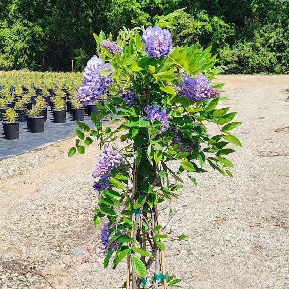 Amethyst Falls Wisteria - Shipped