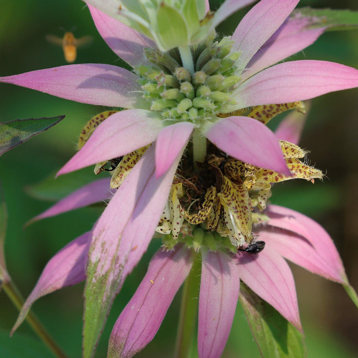 Monarda punctata  - Spotted Beebalm - Shipped