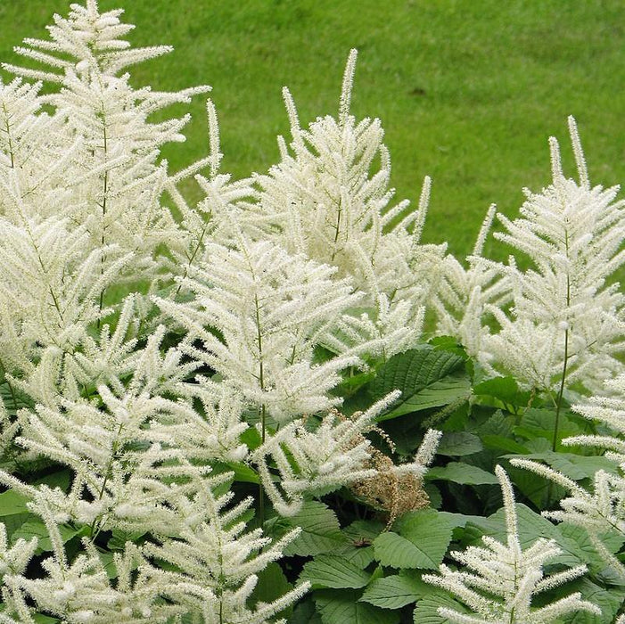 Aruncus dioicus  - Goat's Beard - Shipped