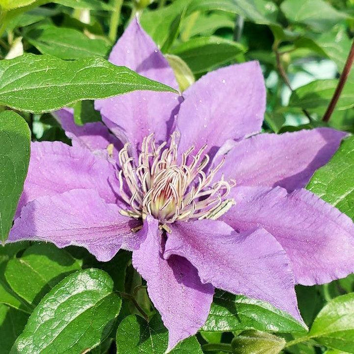 Clematis 'Evipo030'  - Bijou™ Clematis - Shipped