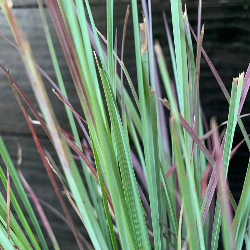 Standing Ovation Little Bluestem - Shipped