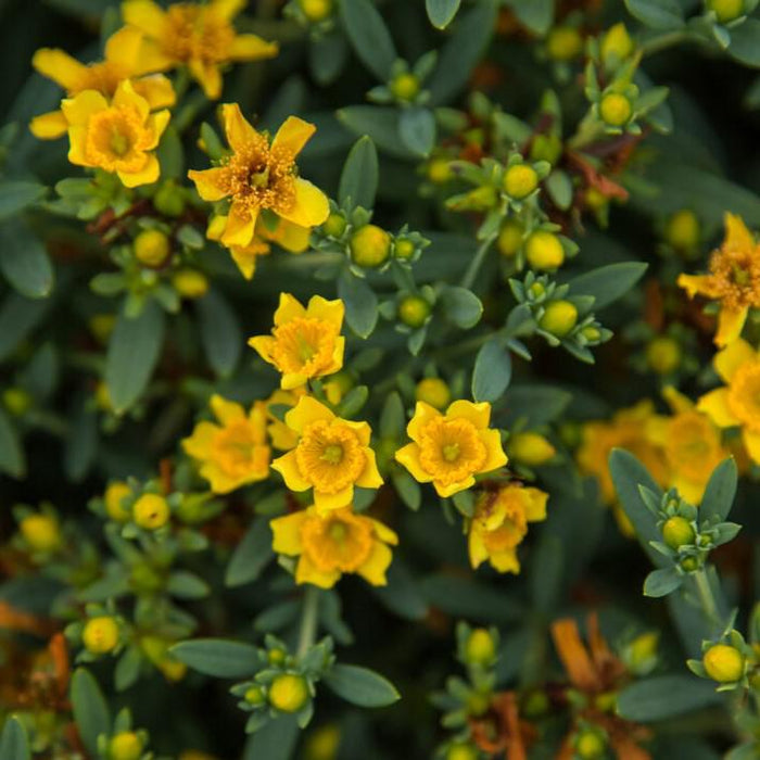 Hypericum kalmianum 'PIIHYP-I'  - First Editions® Cobalt-n-Gold™ St. John's Wort - Shipped