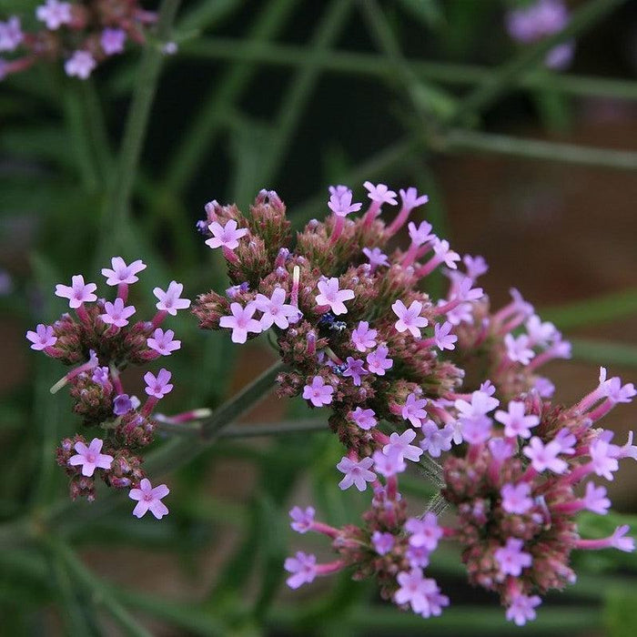 Verbena bonariensis 'Lollipop'   - Lollipop Verbena - Shipped