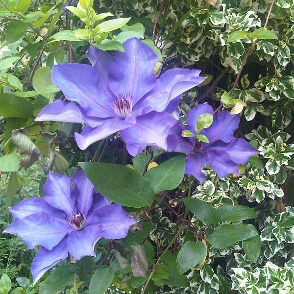 The President Clematis - Shipped
