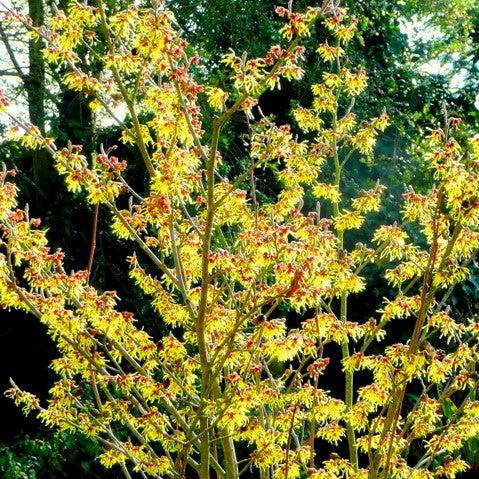 Hamamelis x intermedia 'Arnold Promise'  - Arnold Promise Witch Hazel - Shipped