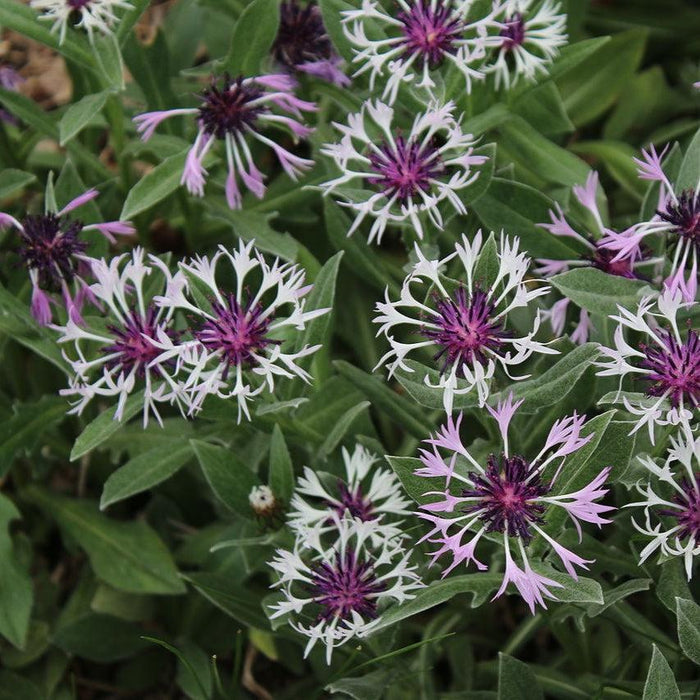 Centaurea montana 'Amethyst in Snow' - ntaurea montana 'Amethyst in Snow'~ Amethyst in Snow Bachelor Button - Shipped