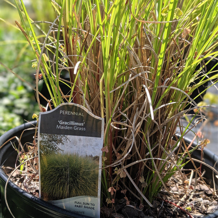 Miscanthus sinensis 'Gracillimus'  - Maiden Grass - Shipped