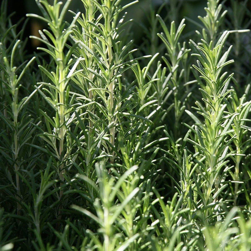 Arp Rosemary - Shipped