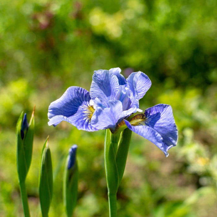 Iris sibirica 'Cape Cod Boys'  - Cape Cod Boys Siberian Iris - Shipped