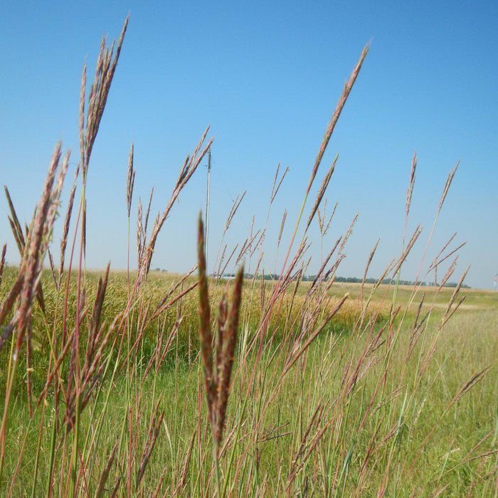 Andropogon gerardii  - Big Bluestem - Shipped