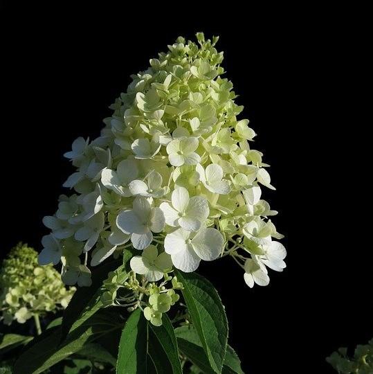 First Editions® Little Hottie® Hydrangea - Shipped