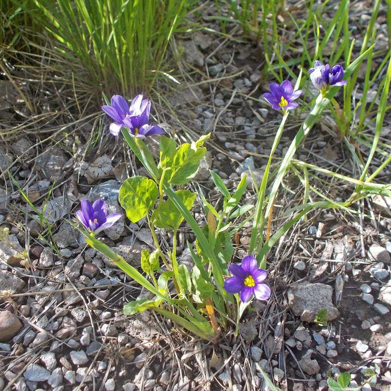 Lucerne Blue-Eyed Grass - Shipped