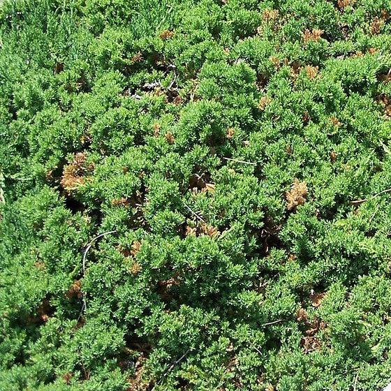 Japanese Garden Juniper - Shipped