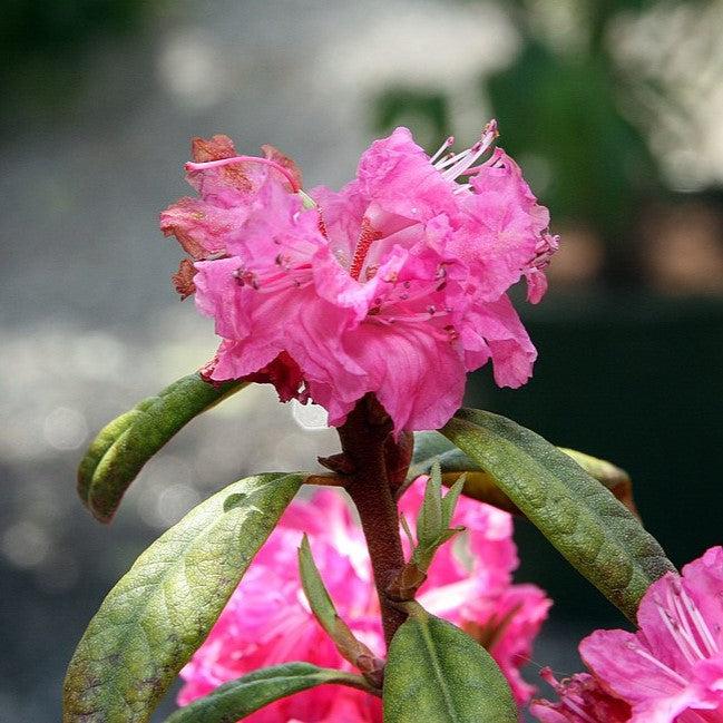 Landmark Rhododendron - Shipped