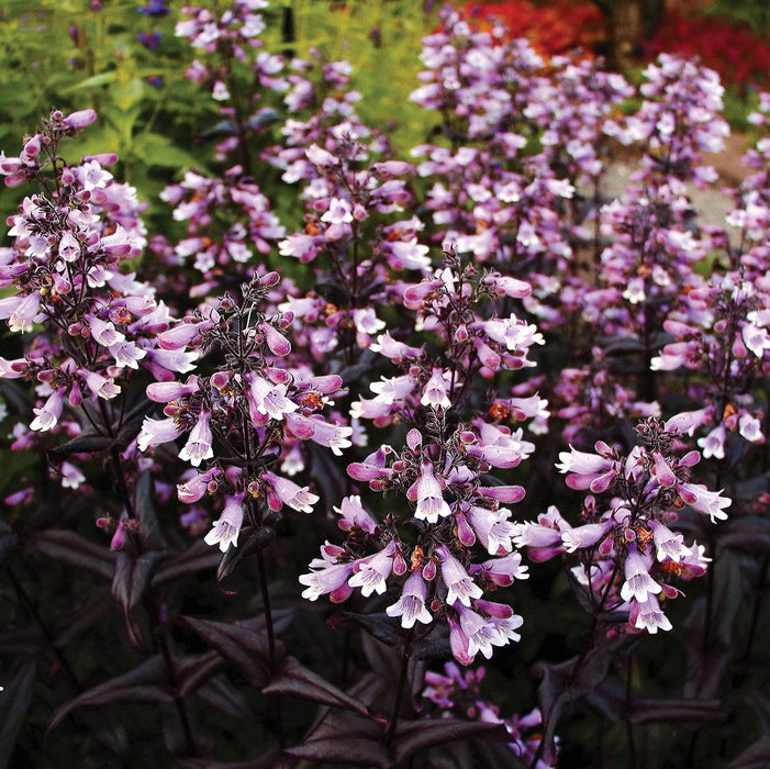 Penstemon digitalis 'TNPENDB'  - DAKOTA™ Burgundy Beardtongue - Shipped