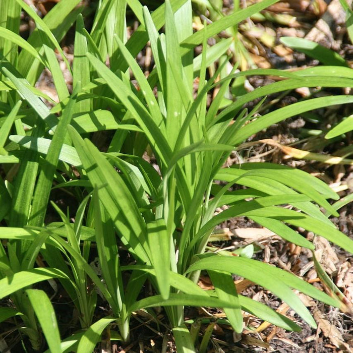 Liriope muscari 'Monroe White'  - Monroe White Lilyturf - Shipped