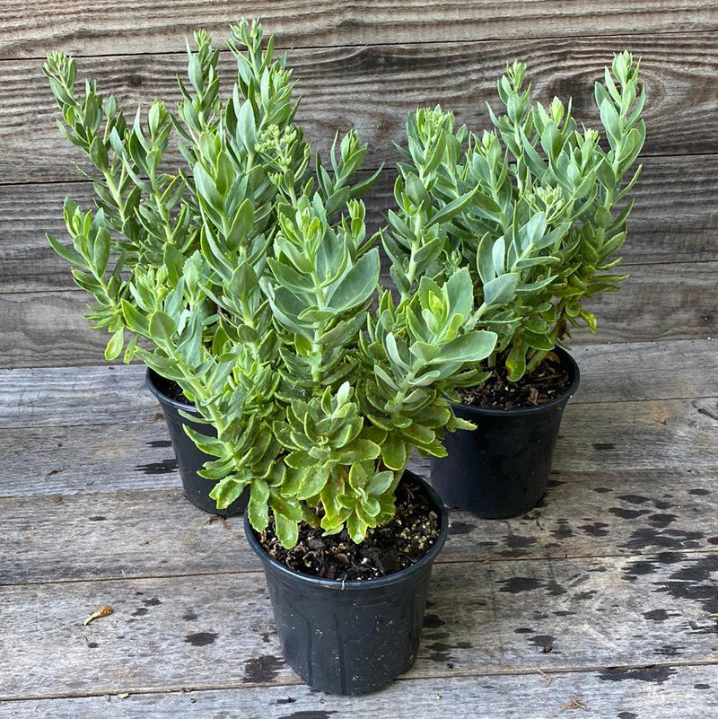 Autumn Joy Stonecrop - Shipped
