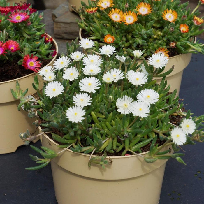 Delosperma cooperi 'Jewel of Desert Moonstone'  - Jewel of Desert® Moonstone Ice Plant - Shipped