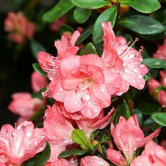 Blaauw's Pink Azalea - Shipped