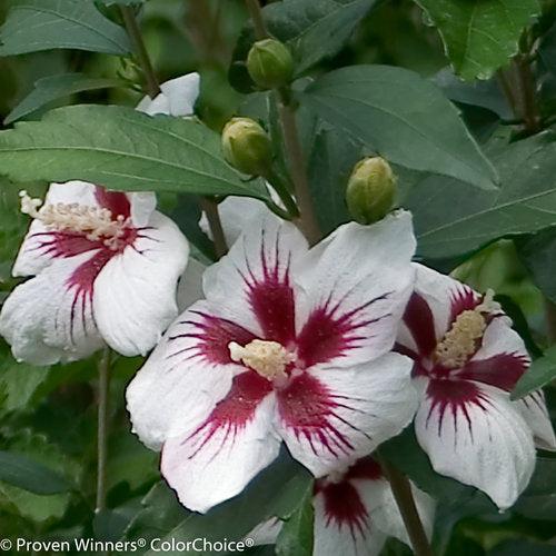Lil' Kim® Hibiscus - Shipped