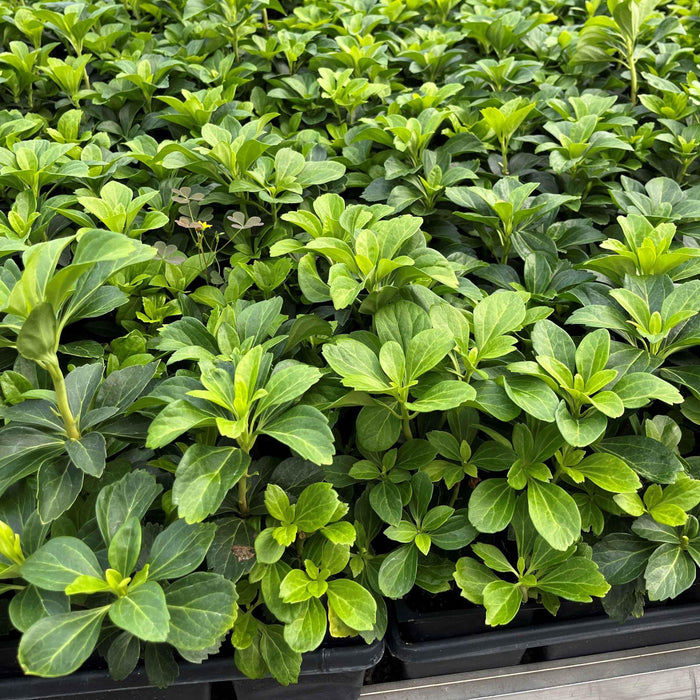 Pachysandra terminalis  - Japanese Spurge - Shipped